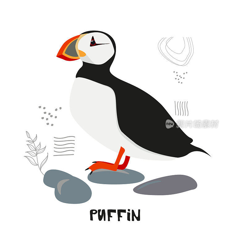 Atlantic puffin Standing on the Rocks